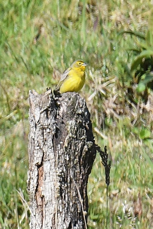 Grassland Yellow-Finch - ML207209691