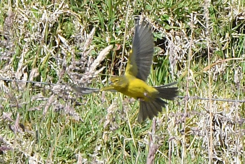 Grassland Yellow-Finch - ML207209841