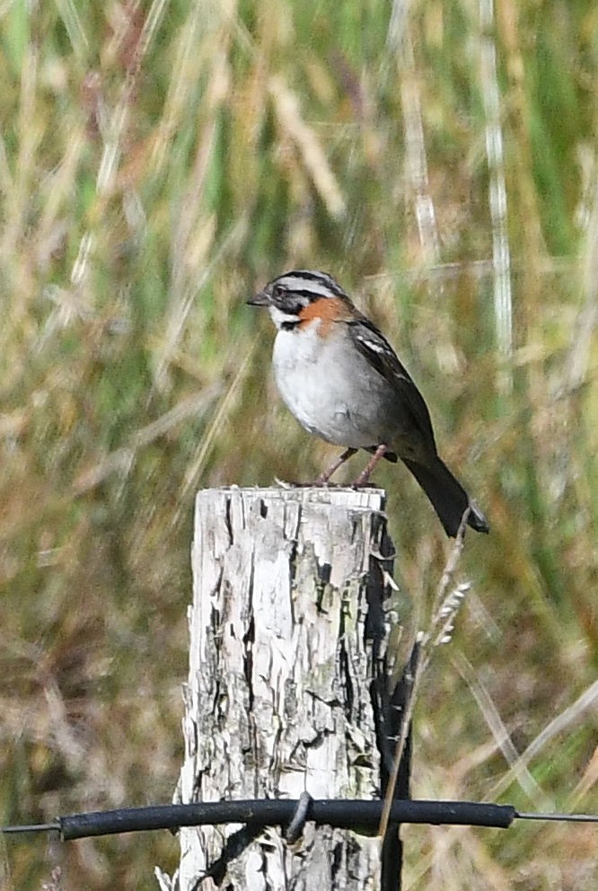 Rufous-collared Sparrow - ML207210131