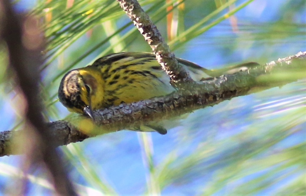 Cape May Warbler - ML207213251