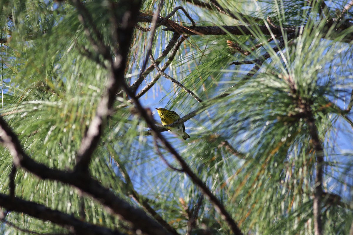 Cape May Warbler - ML207213291