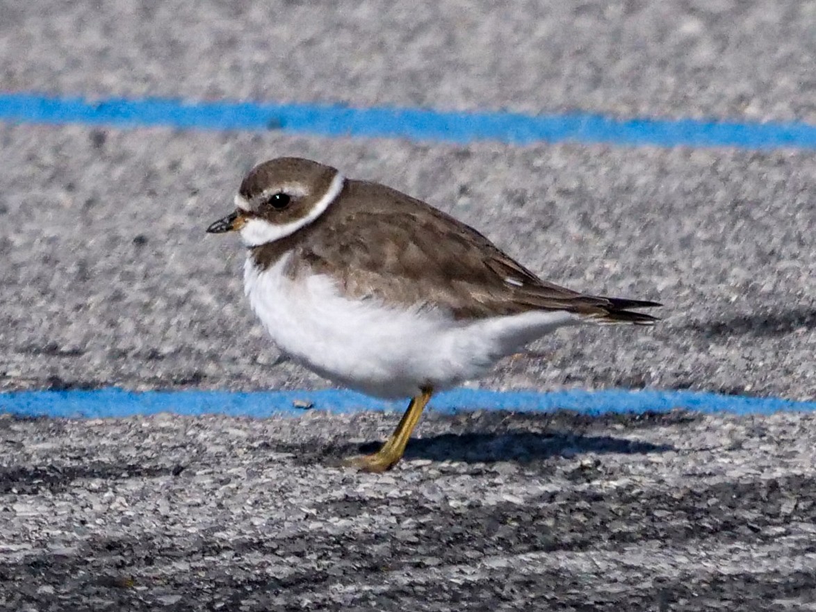 Semipalmated Plover - ML207213681