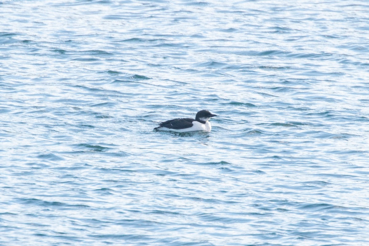 Thick-billed Murre - ML207214271