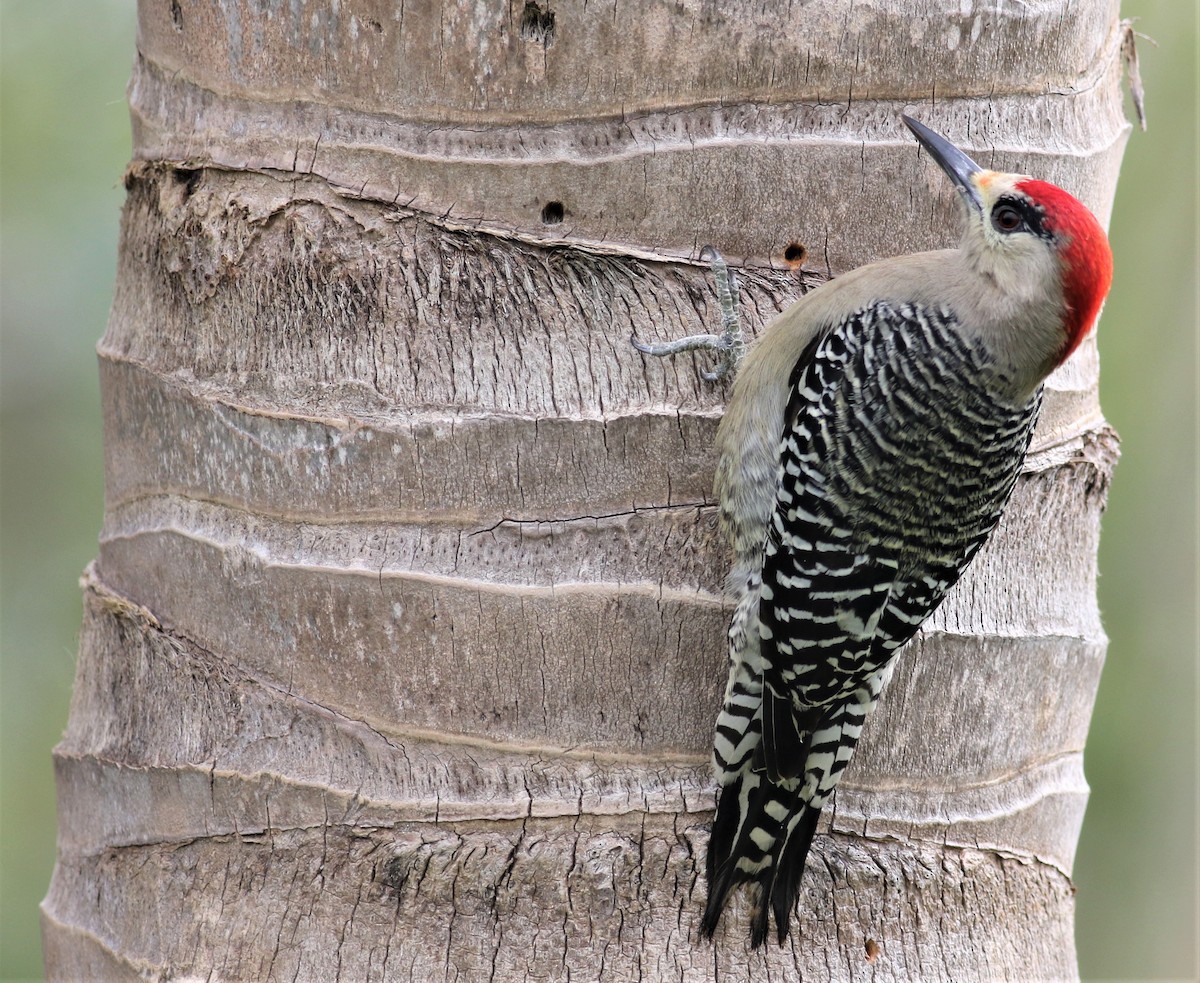 West Indian Woodpecker - Daniel Lebbin