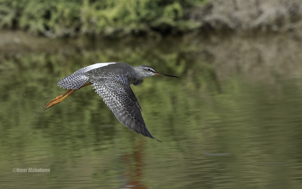 Spotted Redshank - ML20721931