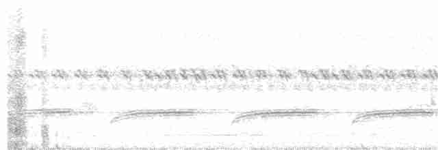 sikadefugl (tenuirostre gr.) - ML207231441