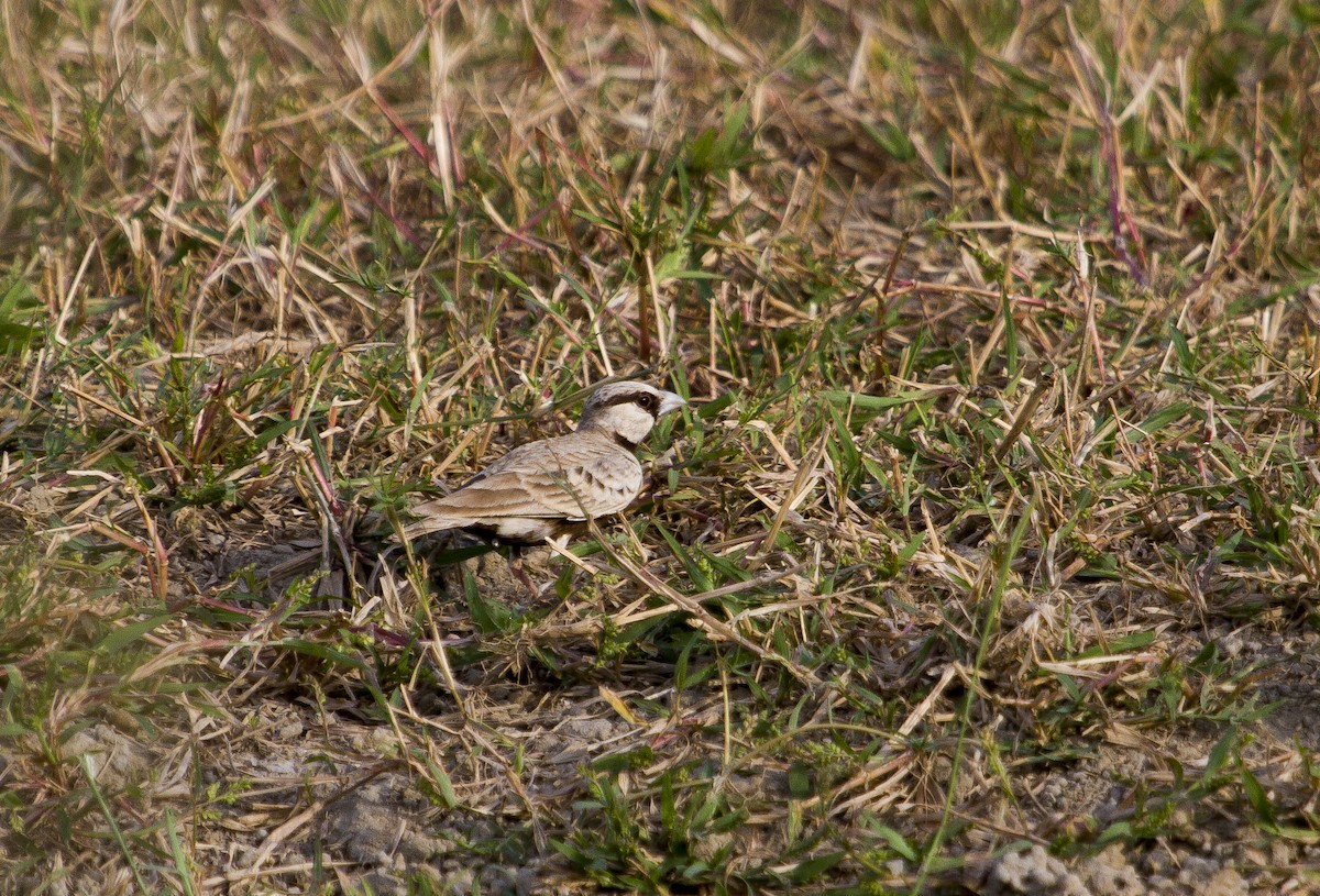 Ashy-crowned Sparrow-Lark - Ronith Urs