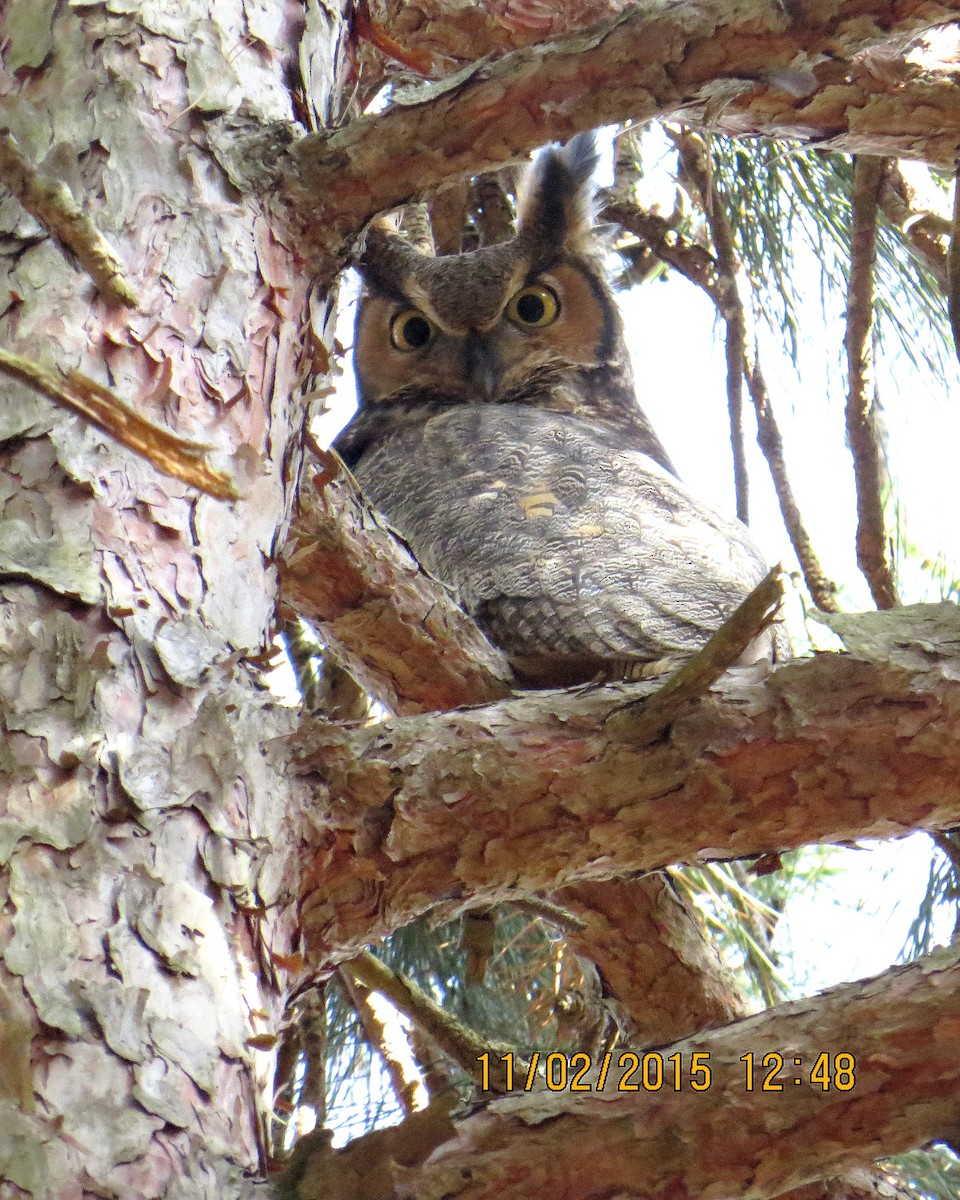 Great Horned Owl - Bob Stymeist