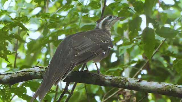 Pheasant Cuckoo - ML207234871