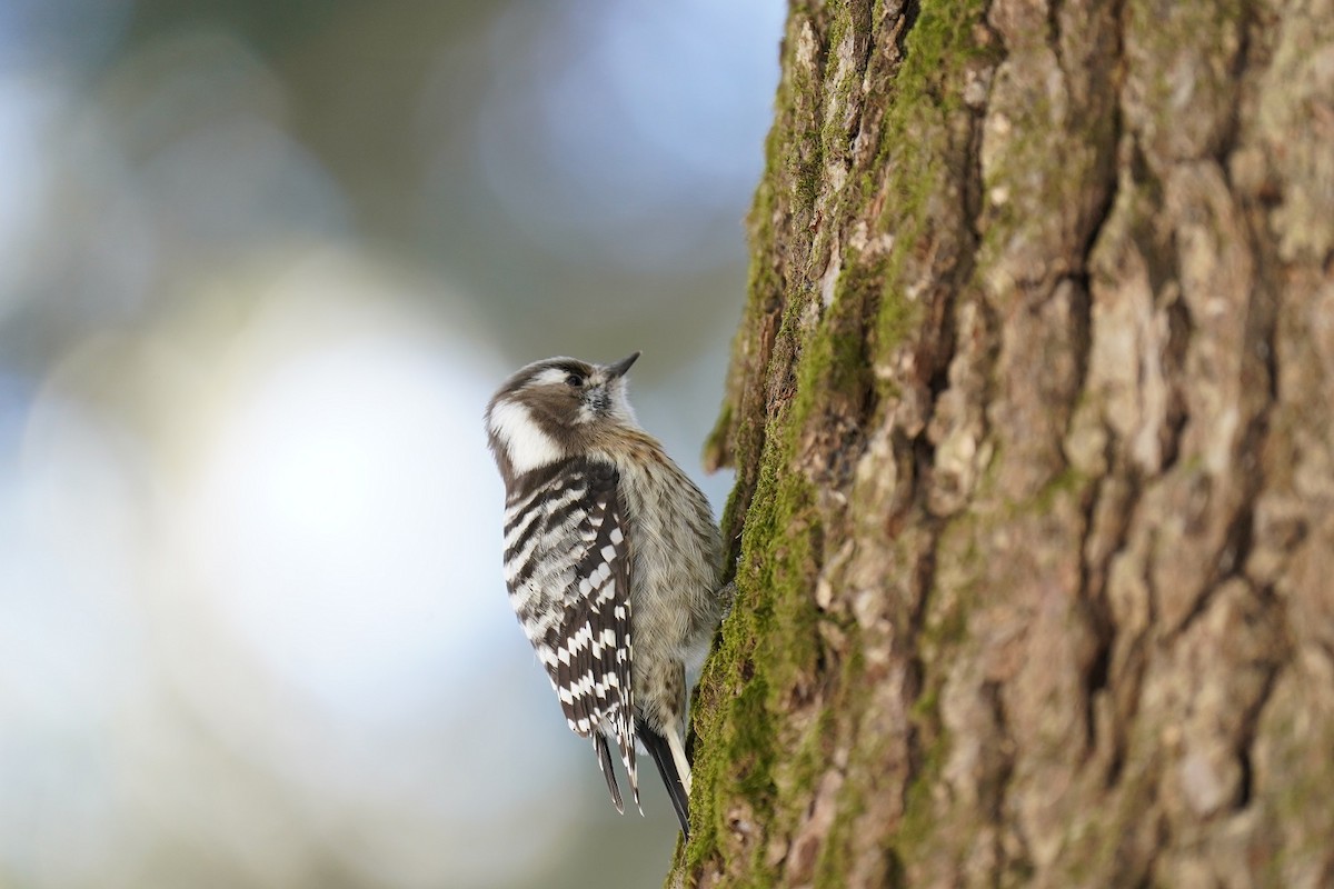 Japanese Pygmy Woodpecker - Jungmoon Ha