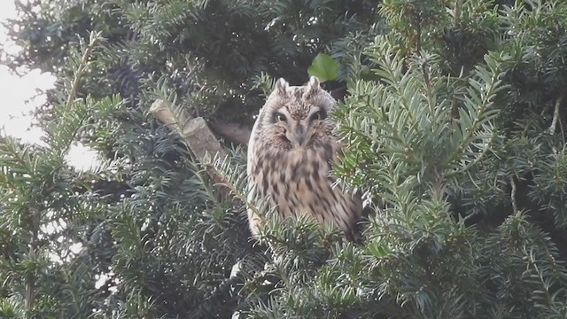 Short-eared Owl - ML207236991