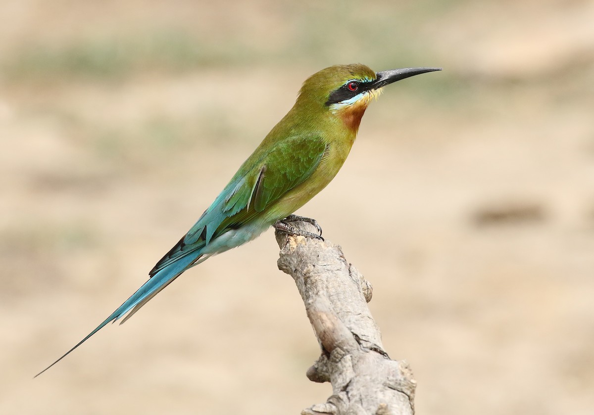 Blue-tailed Bee-eater - ML207240941