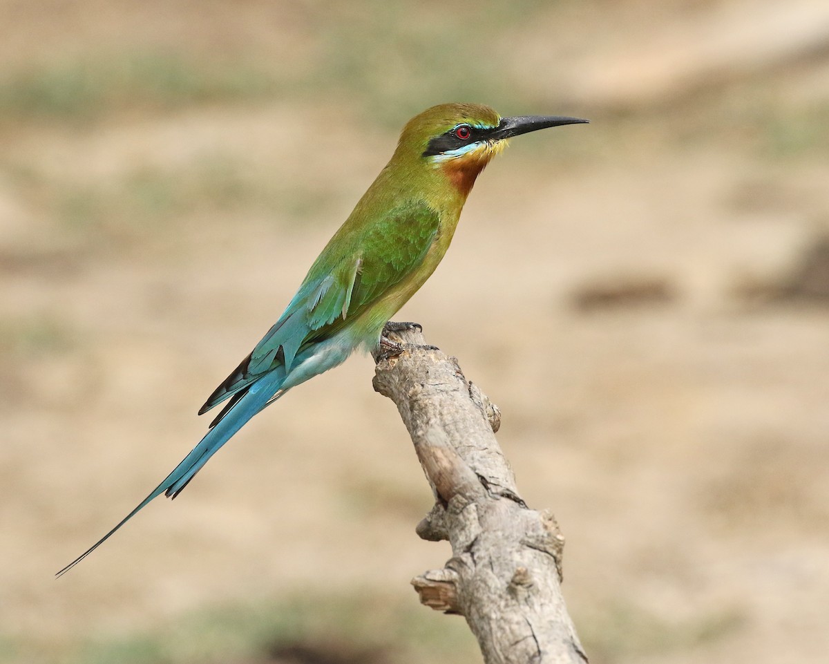 Blue-tailed Bee-eater - ML207240961