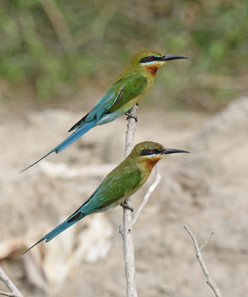 Blue-tailed Bee-eater - ML207240971