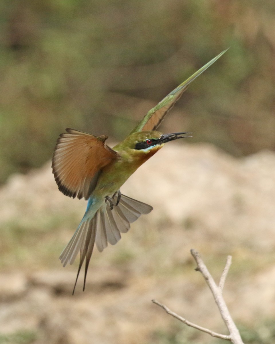 Blue-tailed Bee-eater - ML207240981