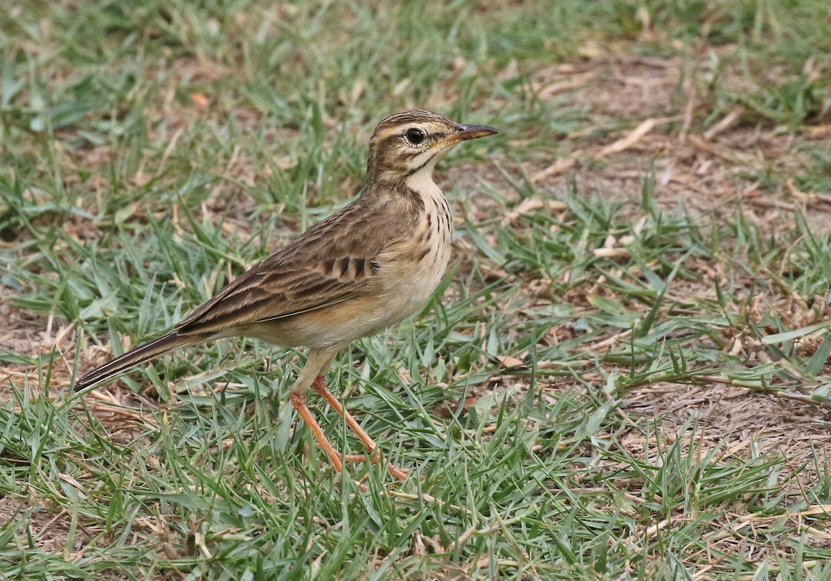 Paddyfield Pipit - Dave Bakewell