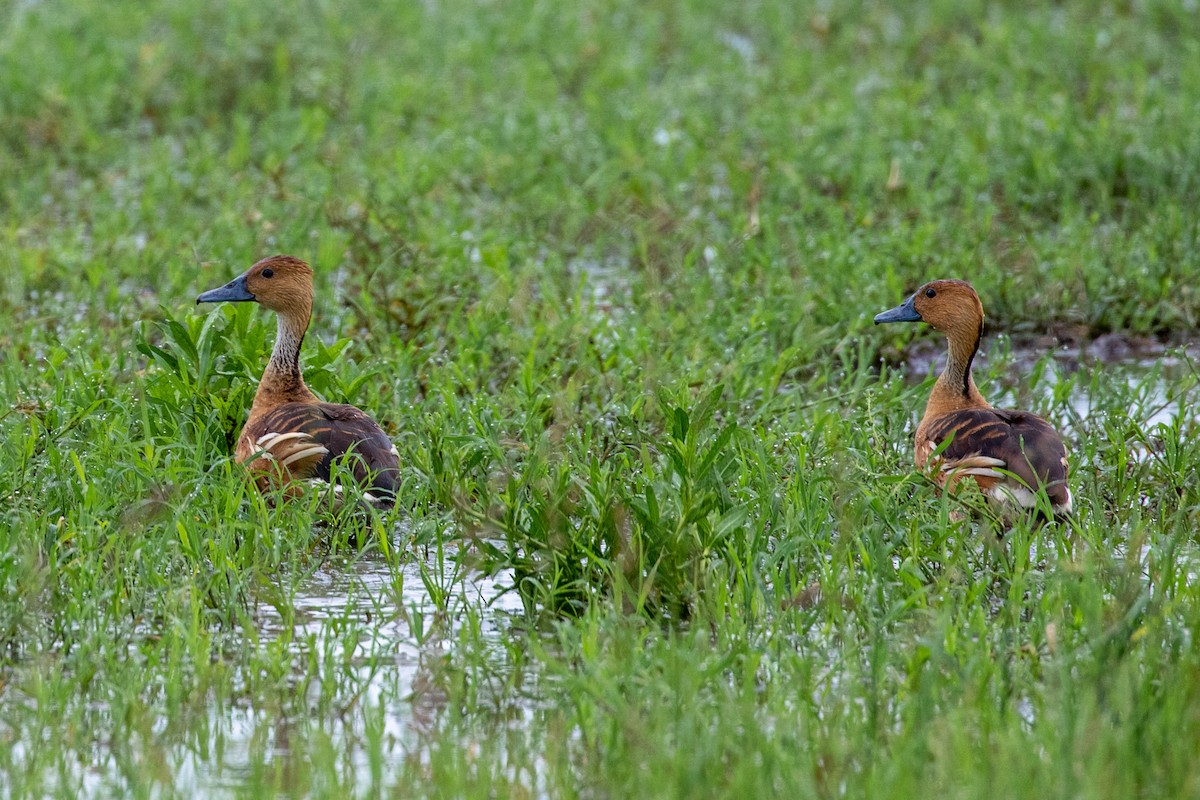 Fulvous Whistling-Duck - ML207241241