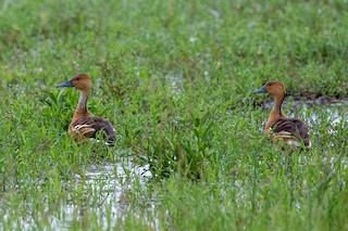 Fulvous Whistling-Duck, ML207241241