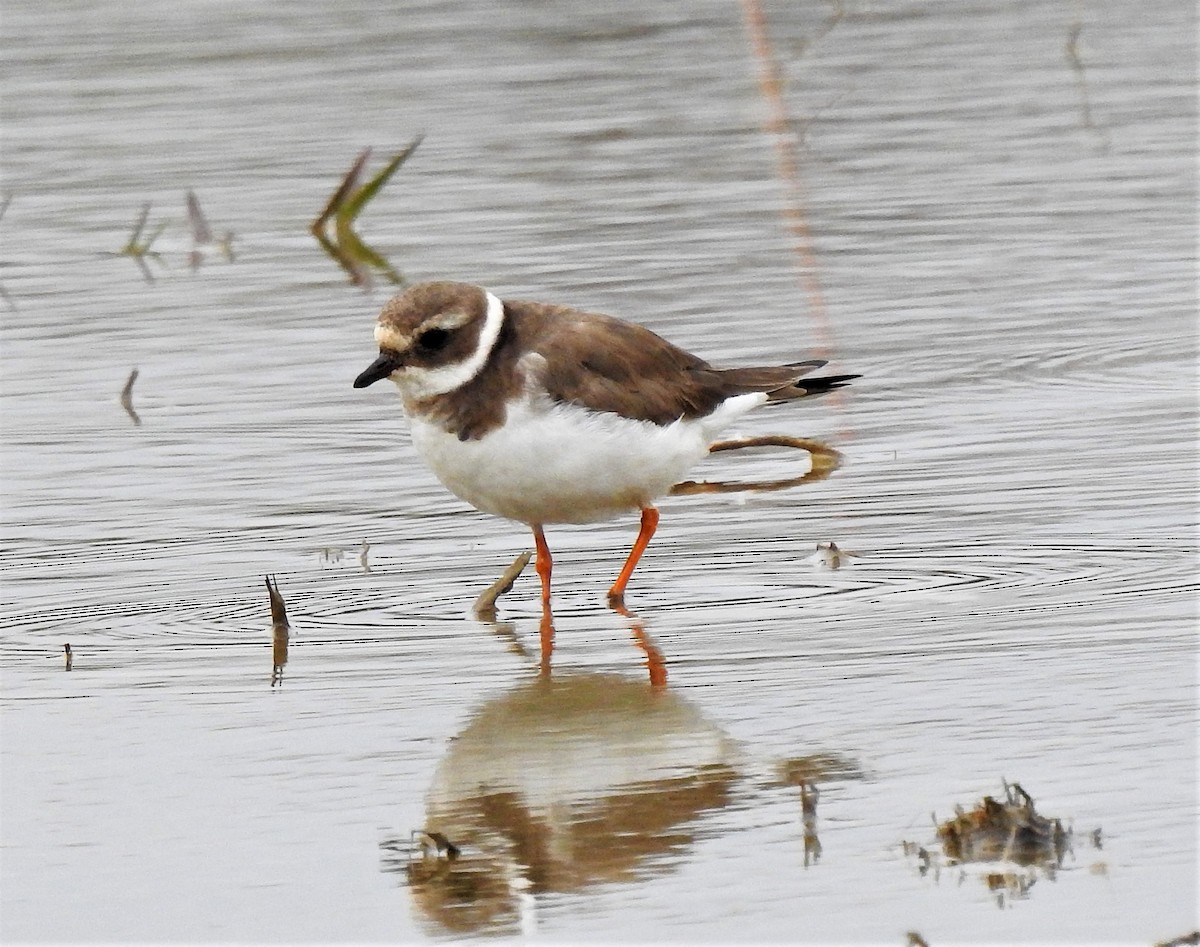 Common Ringed Plover - ML207241961