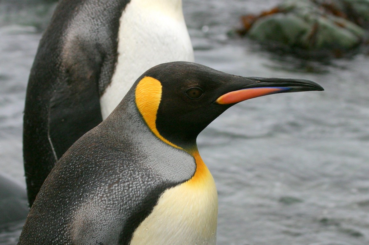 King Penguin - Richard Fuller