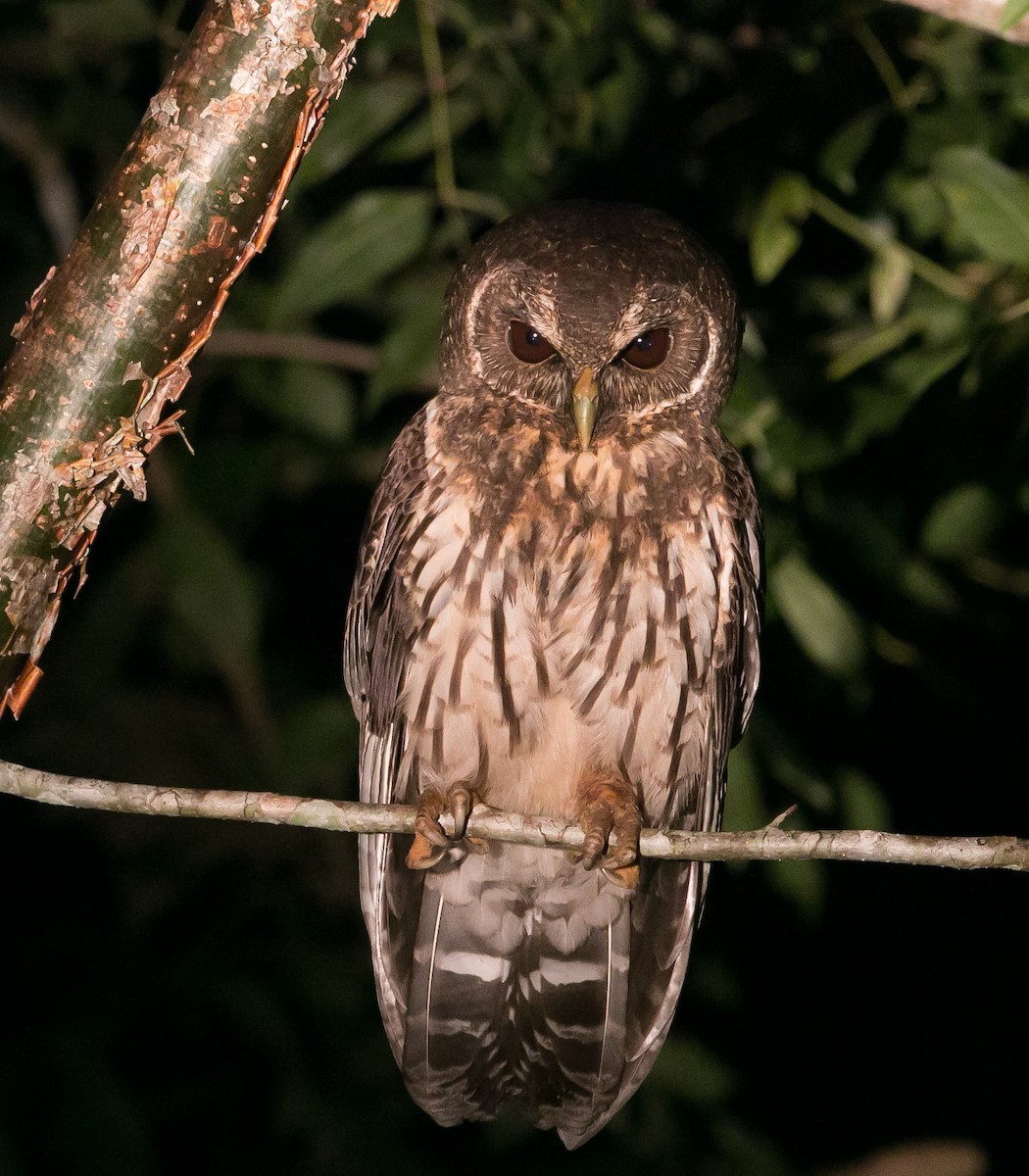 Mottled Owl - Isaias Morataya