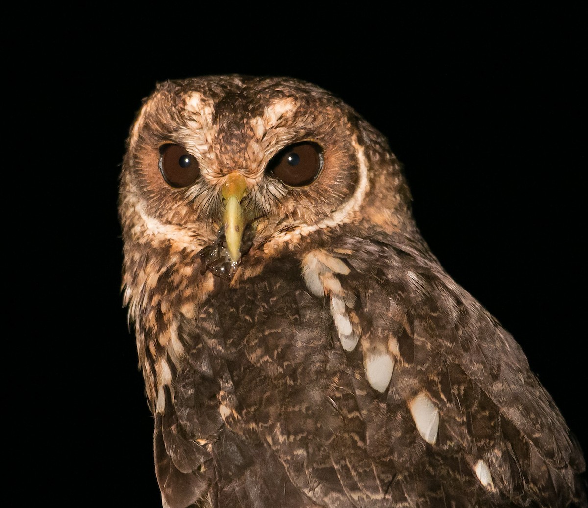 Mottled Owl - ML207244811
