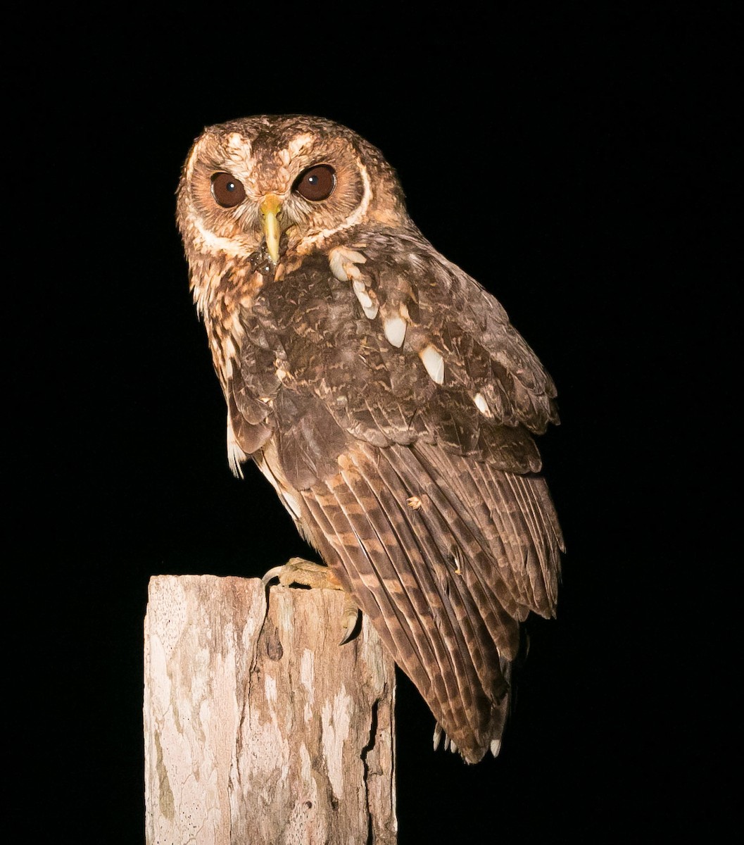 Mottled Owl - ML207244841