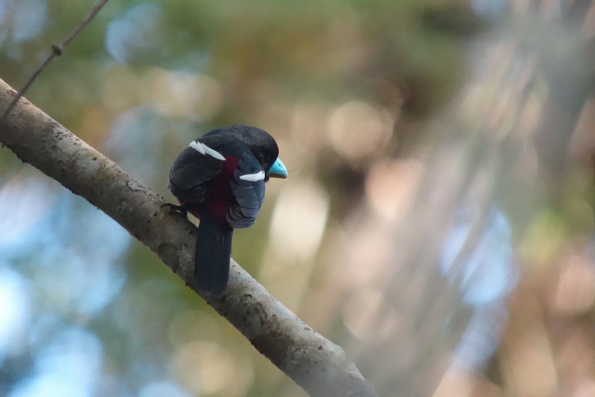 Black-and-red Broadbill (Black-and-red) - ML207244861