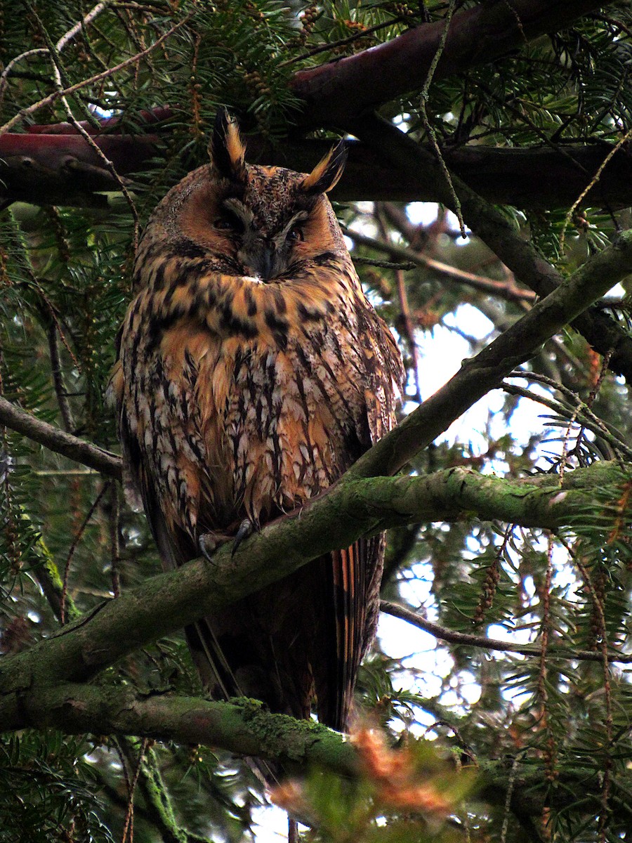 Long-eared Owl - Pietro Melandri