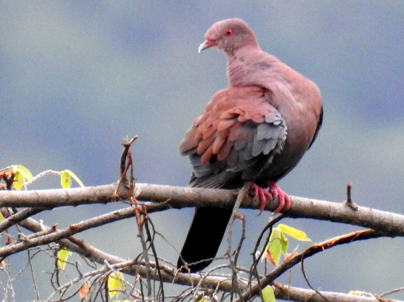 Peruvian Pigeon - Fernando Angulo - CORBIDI