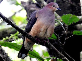  - Ochre-bellied Dove