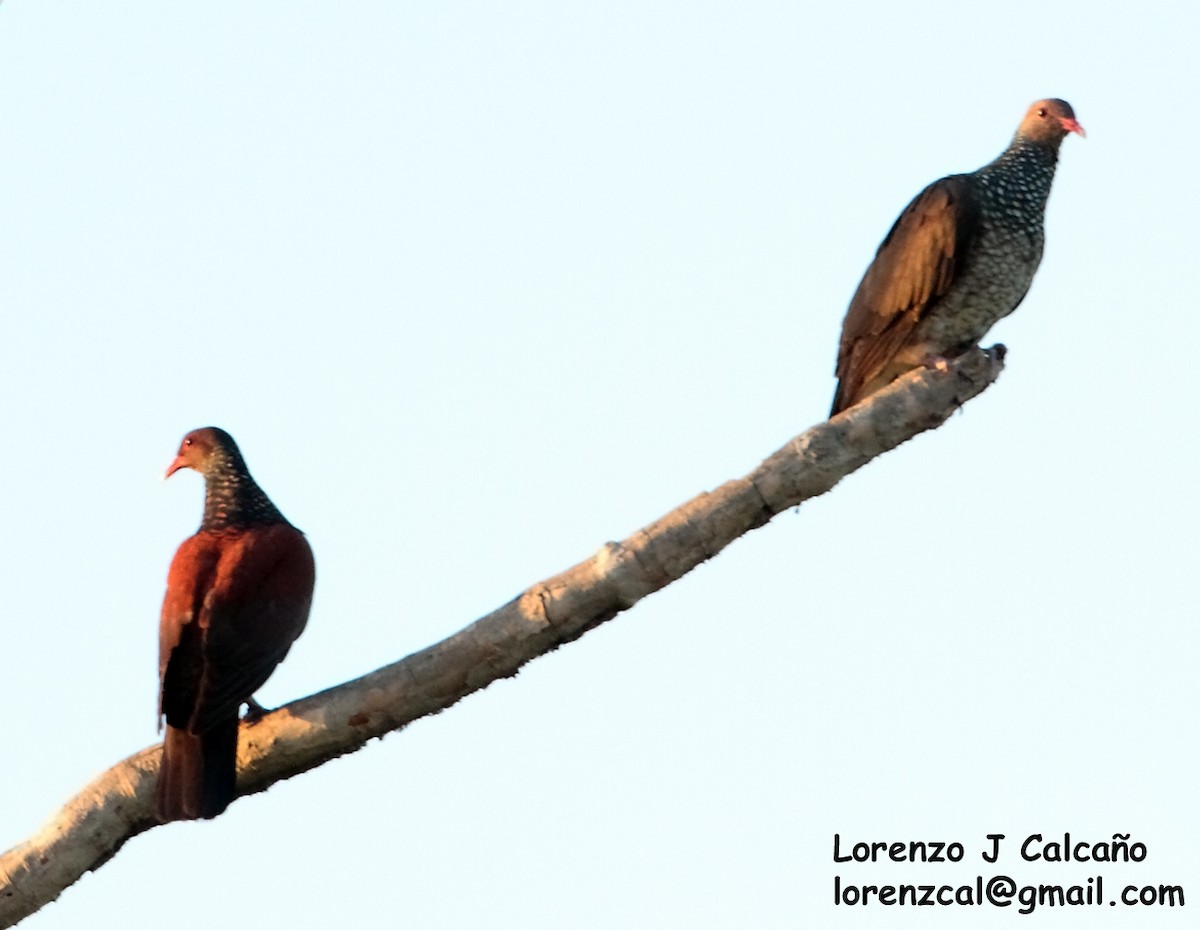 Scaled Pigeon - Lorenzo Calcaño