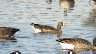 Greater White-fronted Goose, ML20724821