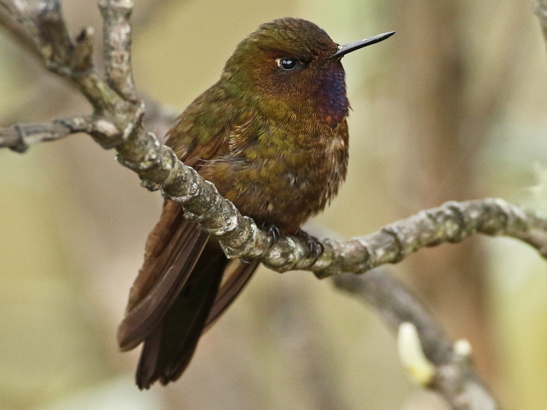 Violet-throated Metaltail - Anonymous