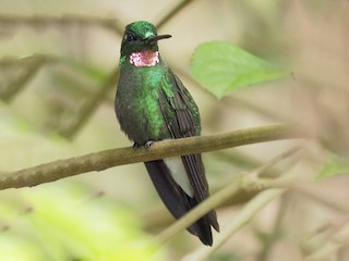  - Pink-throated Brilliant