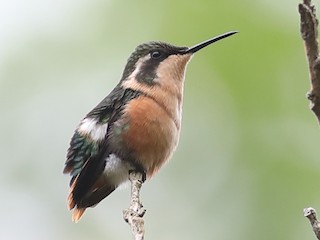  - Esmeraldas Woodstar