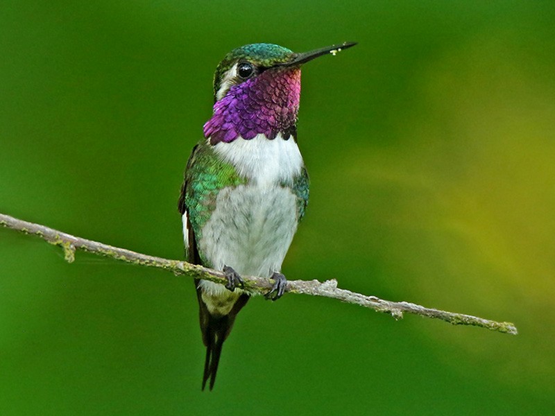 Esmeraldas Woodstar - eBird