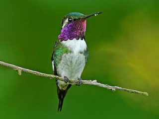  - Esmeraldas Woodstar