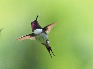  - Esmeraldas Woodstar