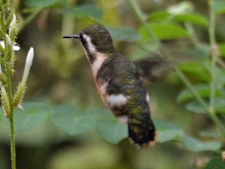  - Esmeraldas Woodstar