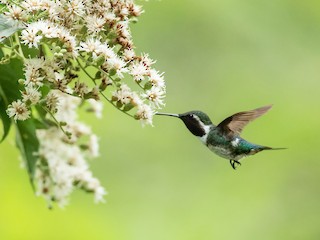  - Esmeraldas Woodstar