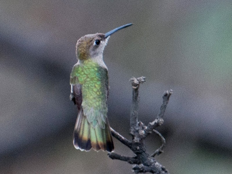 Tumbes Hummingbird - Stephen Davies