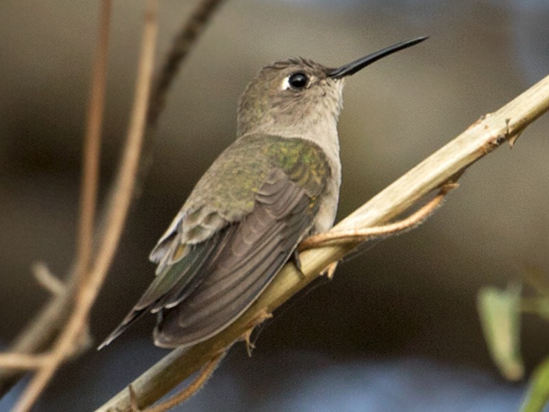 Tumbes Hummingbird - Sam Woods