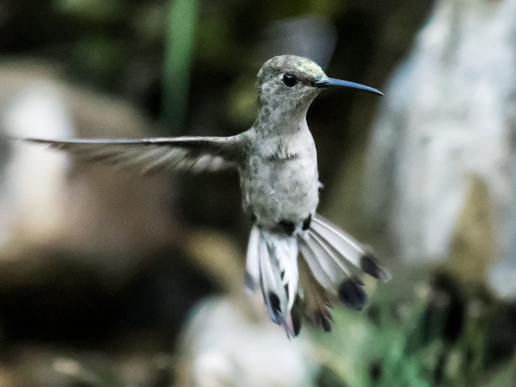 Tumbes Hummingbird - Nick Athanas