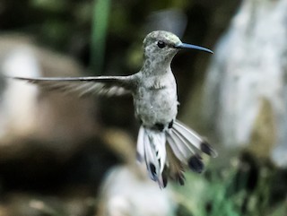 Tumbes Hummingbird - eBird