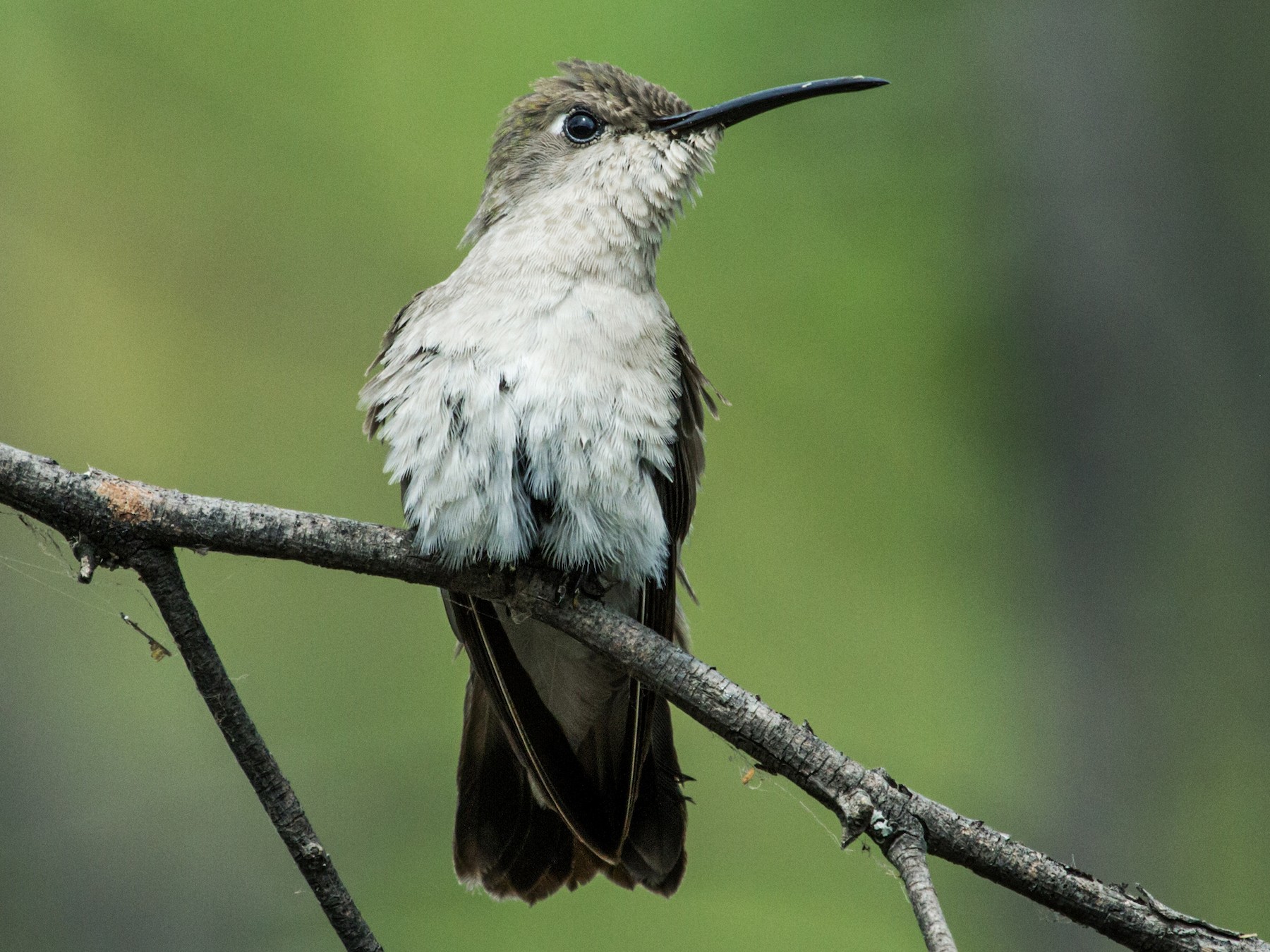 Tumbes Hummingbird - eBird