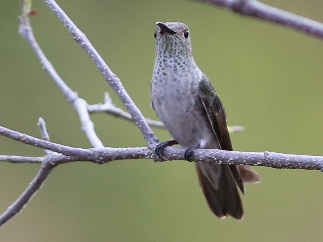 Spot-throated Hummingbird - Rohan van Twest