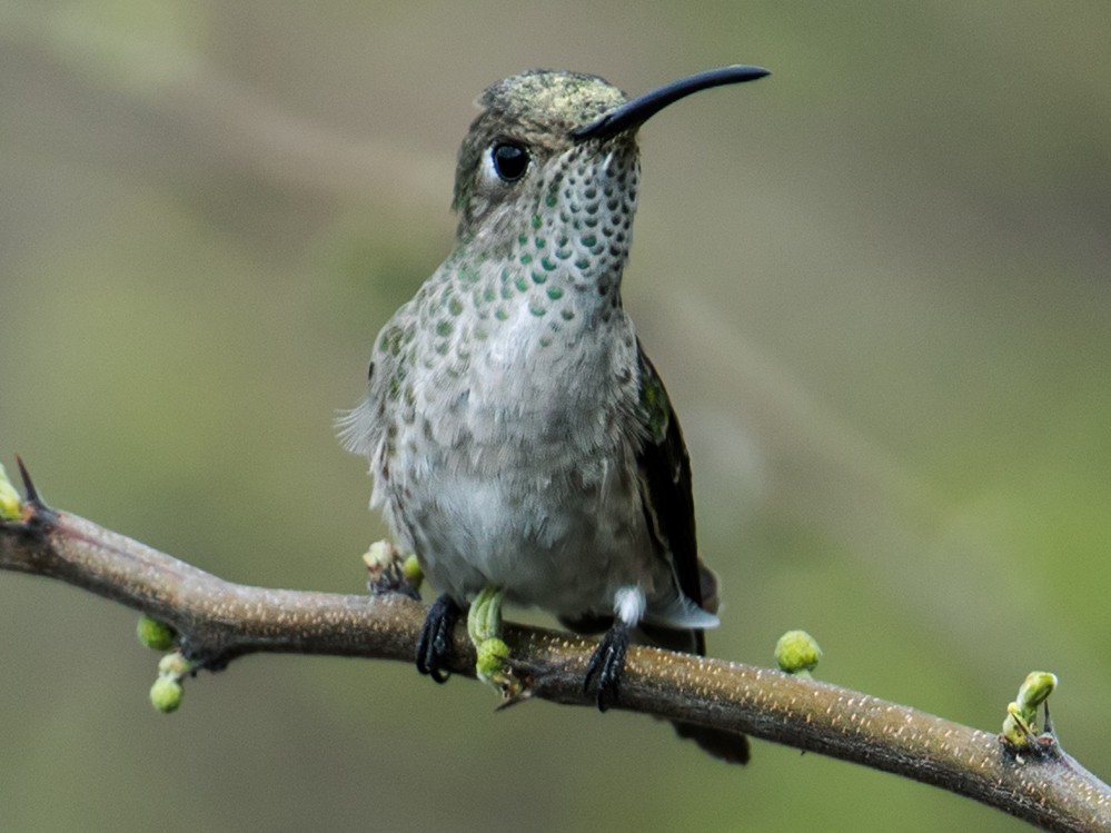 Spot-throated Hummingbird - eBird