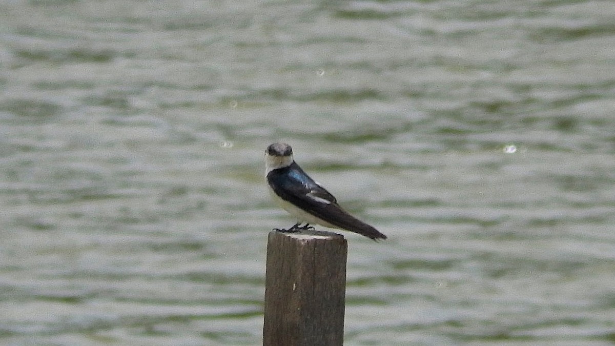 White-winged Swallow - ML207249711