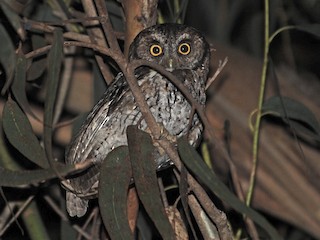  - Koepcke's Screech-Owl